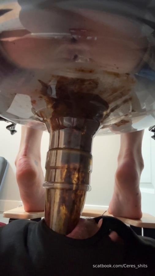 Daily Toilet Torture » Mixfemdomcc - Latest Femdom Porn for Online Streaming - SD  - (Actress: Goddess Ceres 2025)